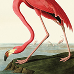 John James Audubon